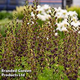 Baptisia Decadence Dark Chocolate