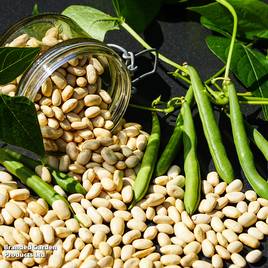 Climbing French Bean Blue Lake - Seeds