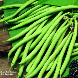 Bean French Climbing Cobra (Organic) - Seeds