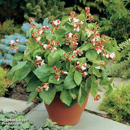 Runner Bean Hestia (Dwarf Stringless) - Seeds