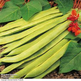 Bean Runner Scarlet Emperor (Organic) - Seeds