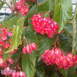 Begonia Comte De Lesseps