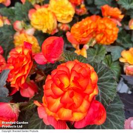 Begonia Nonstop Flame