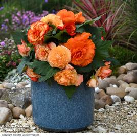 Begonia Majestic Apricot Shades Mix