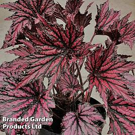 Begonia Merry Maker