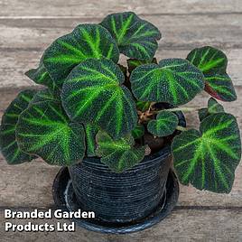 Begonia Soli-Mutata