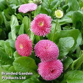 Bellis perennis Rose