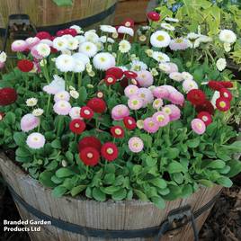 Bellis Bellisima Mixed