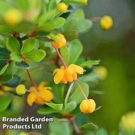 Berberis buxifolia Nana