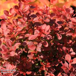 Berberis thunbergii Florence