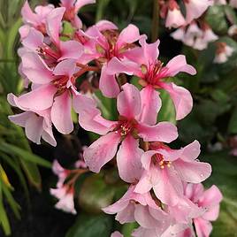 Bergenia Pink Ice