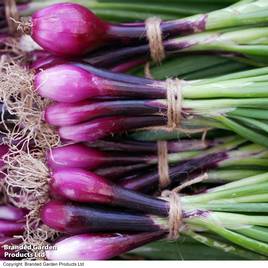 Onion (Salad) Apache - Seeds