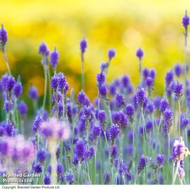 Lavender multifida Blue Wonder - Seeds