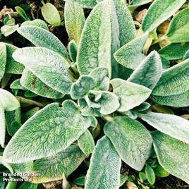 Stachys lanata