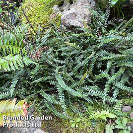 Blechnum penna-marina