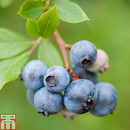 Blueberry Duke & fertiliser