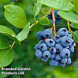 Blueberry (Vaccinium) Megasblue