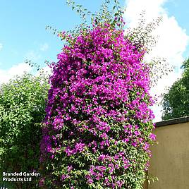 Bougainvillea Alexandra