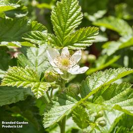 Boysenberry