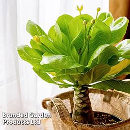 Brighamia insignis