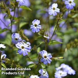 Browallia Americana Blue Lady - Seeds