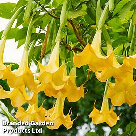 Brugmansia Single Yellow