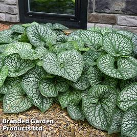 Brunnera Jack Of Diamonds