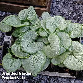 Brunnera macrophylla Looking Glass