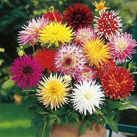 Dahlia Double Cactus Mix - Seeds