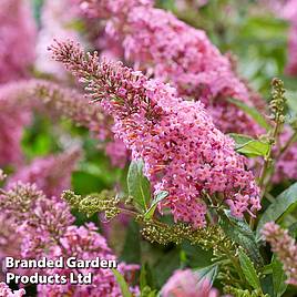 Buddleja Butterfly Candy Little Pink