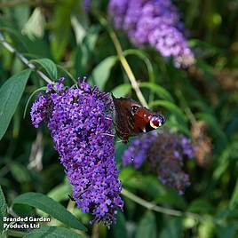 Buddleja davidii Adonis Blue