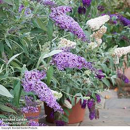 Buddleja Buzz® Collection