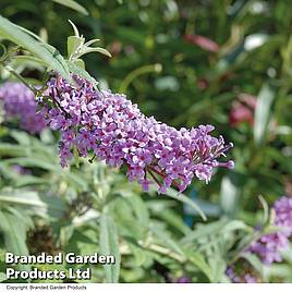 Buddleja Buzz® Lavender’