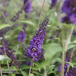 Buddleja davidii Empire Blue