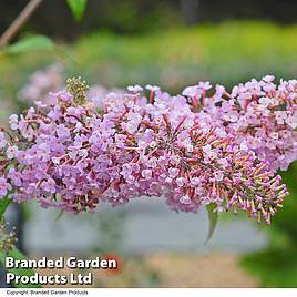 Buddleja Pink Delight