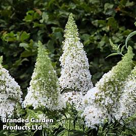 Buddleja davidii White Profusion