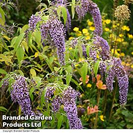 Buddleja davidii Wisteria Lane