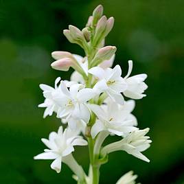 Polianthes tuberosa The Pearl