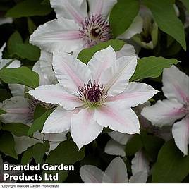 Clematis The Countess Of Wessex™ evipo073