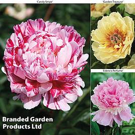 Peony Trio Collection