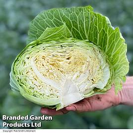 Cabbage Green Rich F1 (Summer/Autumn) - Seeds