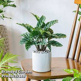 Calatheas concinna Freddie