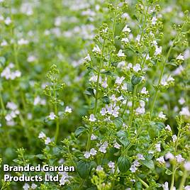 Calamintha nepeta