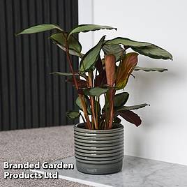 Calathea picturata Argentea