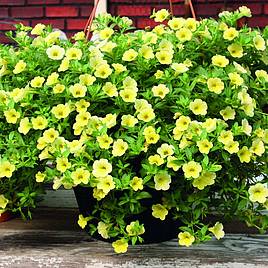 Calibrachoa Million Bells Yellow