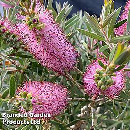 Callistemon Beeslebuzz Inn