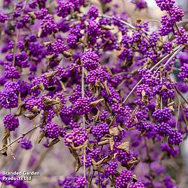 Callicarpa bodinieri Magical Deep Purple