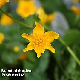 Caltha palustris var. palustris (Marginal Aquatic)