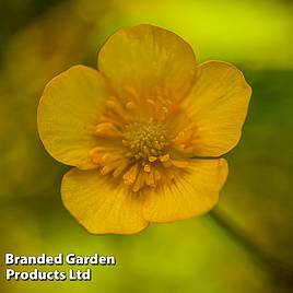 Caltha palustris subsp. polypetala (Marginal Aquatic)