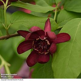 Calycanthus floridus Aphrodite